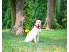 Adopt Carrie a Australian Cattle Dog / Blue Heeler