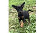 Adopt Lab Mix Pup Girl a Labrador Retriever