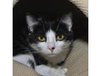 Adopt Tofu a Domestic Short Hair