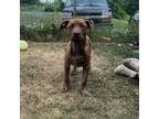 Adopt Monica a Labrador Retriever, Pit Bull Terrier
