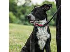 Adopt Rainbow a Mixed Breed