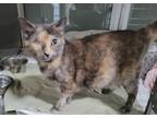 Adopt Meowgaret a Domestic Short Hair