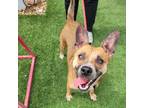 Adopt Esther a German Shepherd Dog, Cattle Dog