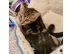 Adopt Amalie a Tabby, Domestic Short Hair