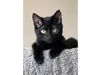 Adopt KITTEN PRINCESS PEPPER a Domestic Short Hair