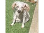 Adopt Tina Marie a Poodle