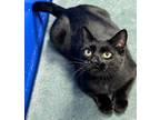 Adopt Sheba X a American Shorthair