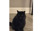 Adopt Betty Boop 2 a Himalayan