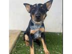 Adopt Penny a Australian Cattle Dog / Blue Heeler