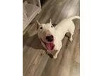 Adopt Olive a Bull Terrier, Mixed Breed