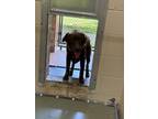 Adopt Oso a Collie, Labrador Retriever
