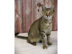 Adopt Faye a Tabby
