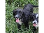 Adopt Snickerdoodle a Wirehaired Terrier