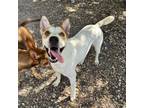 Adopt Queen a American Staffordshire Terrier