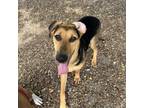 Adopt Liv a Hound