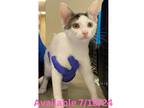 Adopt Cat Display a Domestic Short Hair