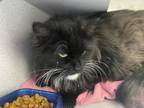 Adopt *Black Pearl* a Domestic Long Hair