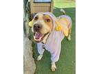 Adopt Jackie a Australian Cattle Dog / Blue Heeler, Pit Bull Terrier