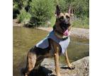 Adopt Mistletoe a German Shepherd Dog
