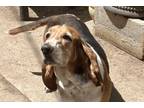 Adopt Penny a Basset Hound