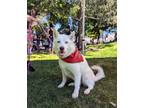 Adopt Aslan a Husky