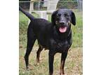 Adopt Moxie a Labrador Retriever, Rottweiler