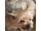 Adopt Janie (first lady Jane Pierce) a Yorkshire Terrier