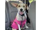 Adopt Buttercup a Beagle