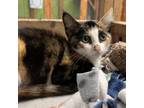 Adopt Bellsprout a American Shorthair