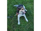 Adopt Cleo and Patricia a Beagle