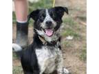 Adopt Luna (aka Lydia) a Collie