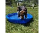 Adopt Lucy a Mixed Breed