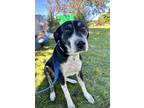 Adopt Maxi a Labrador Retriever