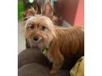 Adopt Matilda a Yorkshire Terrier