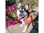 Adopt Happy Feet a Husky