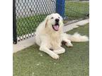 Adopt Meemaw a Great Pyrenees