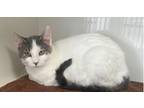 Adopt Chanie a Domestic Short Hair