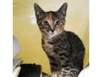 Adopt Paprika a Domestic Short Hair