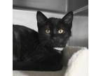 Adopt Tofu a Domestic Short Hair