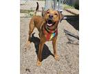 Adopt Dallas (Miss Dilly-Dally) a Labrador Retriever, Rhodesian Ridgeback