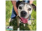 Adopt Mabel a Boxer