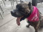 Adopt Willow a Presa Canario
