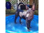 Adopt Baby Ruth a Terrier