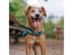 Adopt Vivian Sue a Redbone Coonhound