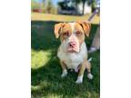 Adopt Quinn a Pit Bull Terrier