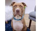 Adopt Honey a Pit Bull Terrier