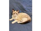 Adopt Darby a Snowshoe