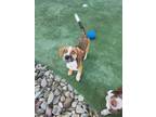 Adopt Columbia a Australian Cattle Dog / Blue Heeler