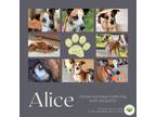 Adopt Alice a Australian Cattle Dog / Blue Heeler