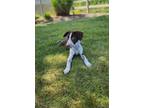 Adopt Penn a Australian Cattle Dog / Blue Heeler